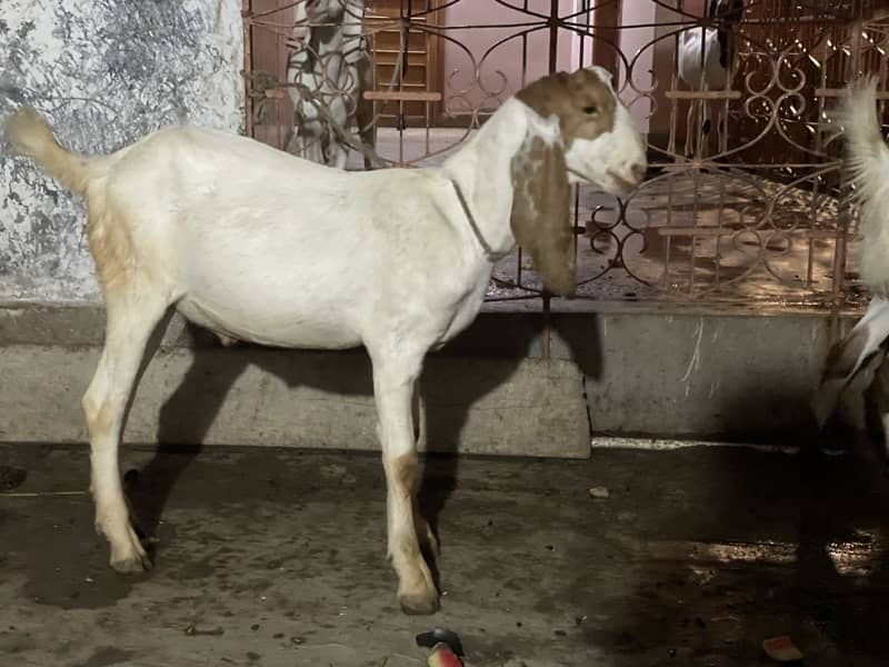 Bakra 3