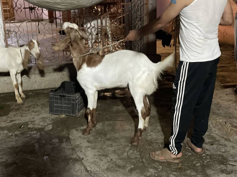 Bakra 4