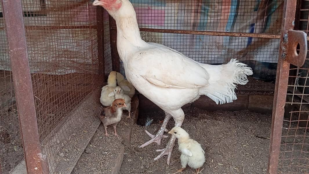 hera chicks 0