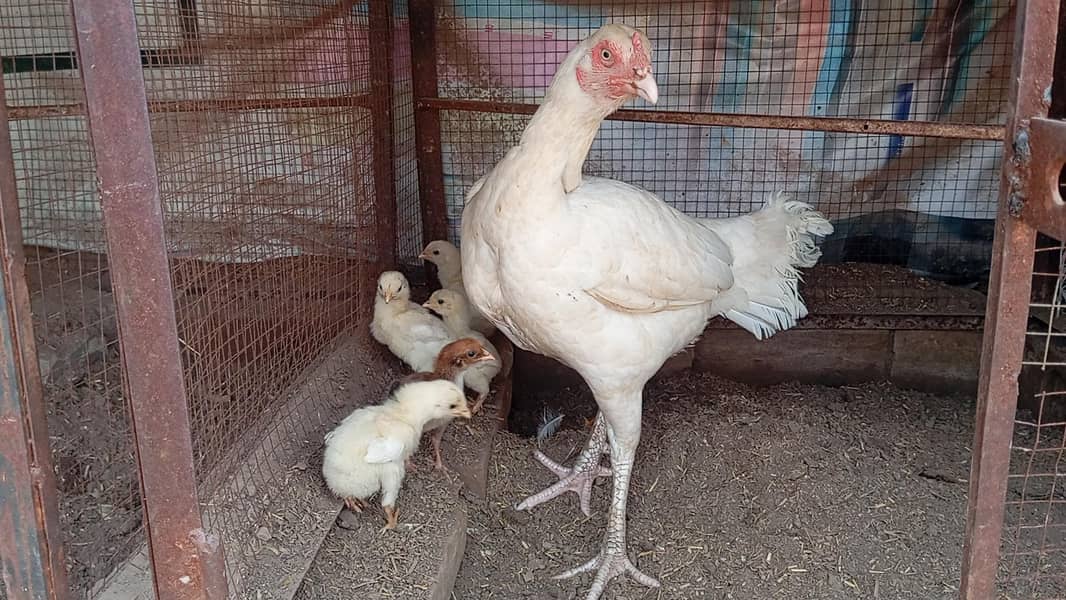hera chicks 1