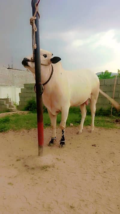 qurbani