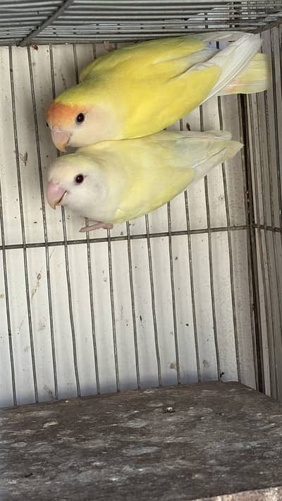 Lovebirde breedar pair
