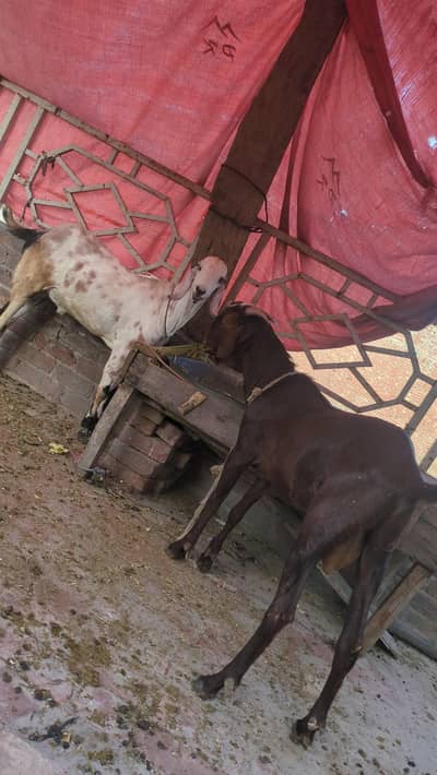 180k 2dand dasi bakro ki jodhi 03/27/94/379/29