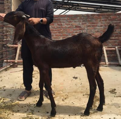2 bakry for sale