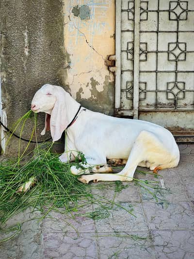 Rajanpury Bakra 2 dant