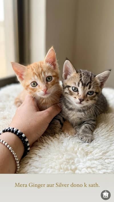 kittens