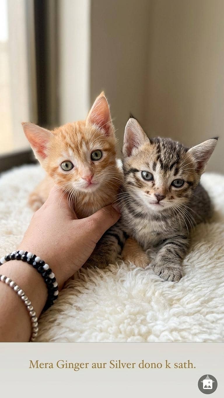 kittens 0