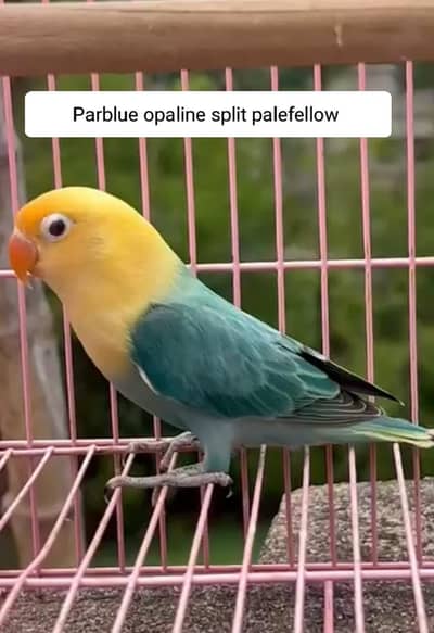 Love Birds Breeder pair For Sale