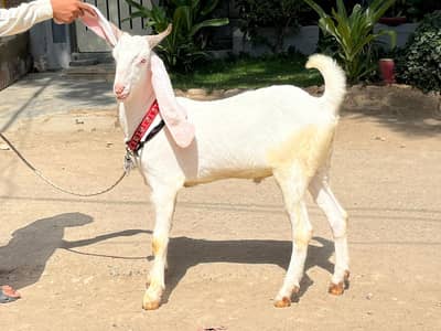 Gift for qurbani lover