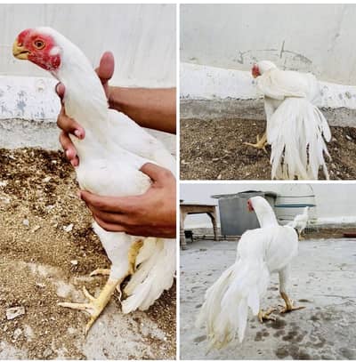 Indian Parrot Beak Top Quality Young Male For Sale