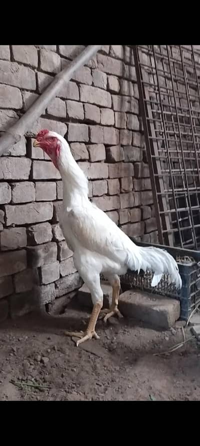 Hera Shamo Aseel Thai Burmi Trat Dramer Bantom Pakistani Turkish Hunt