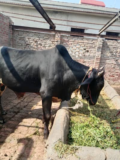 Desi Bull