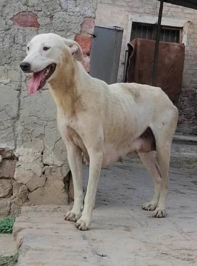 gultair female