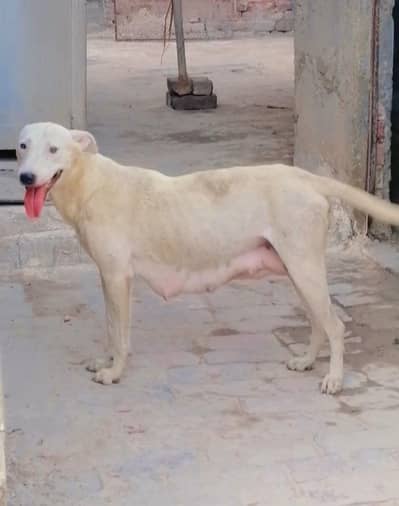 gultair female