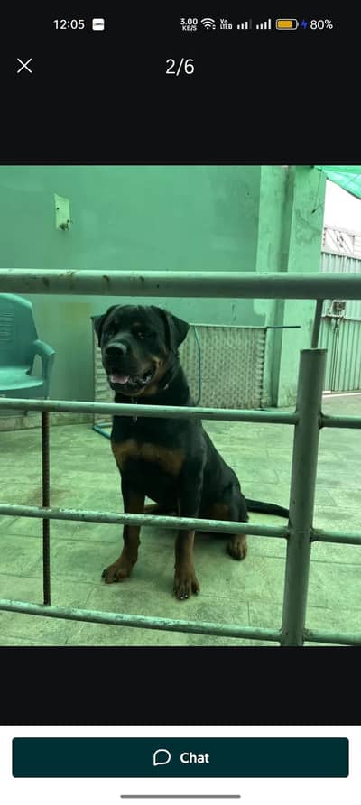 rottweiler dog full train Good health completely vaccination