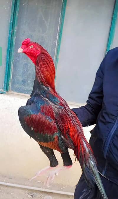 pure mianwali long height aseel for sale white ankh white nok nali