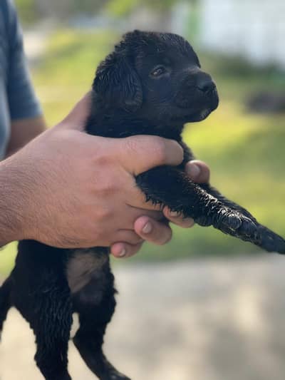 american Labra | Puppies | labrador | Dog | Labra Puppy | Labra