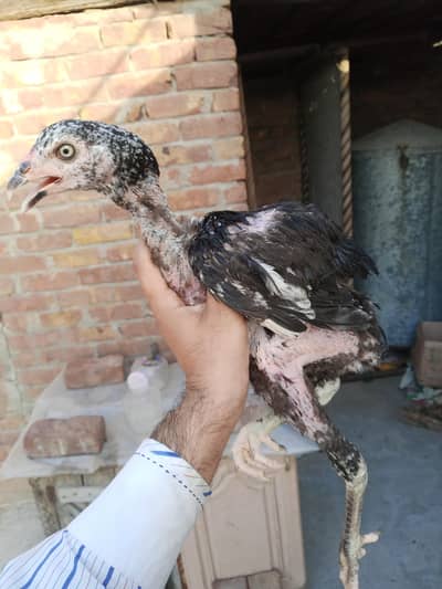 pure mianwali aseel chicks