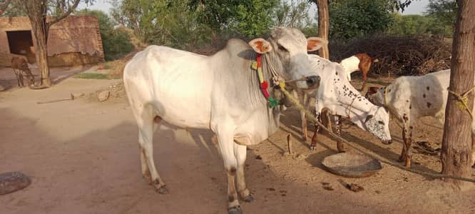for qurbani
