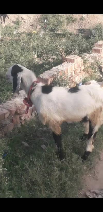 jori bakro ki for sale 03368792398