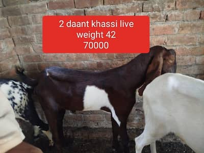 Kurbani k bakry 1600per kg live