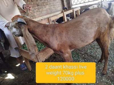 Kurbani k bakry 1600per kg live