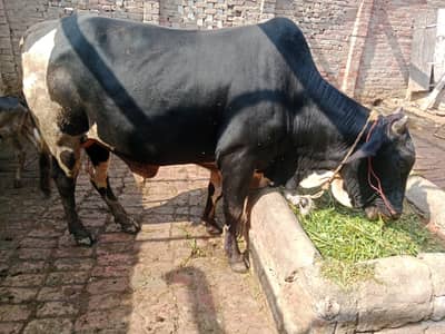 Desi bull