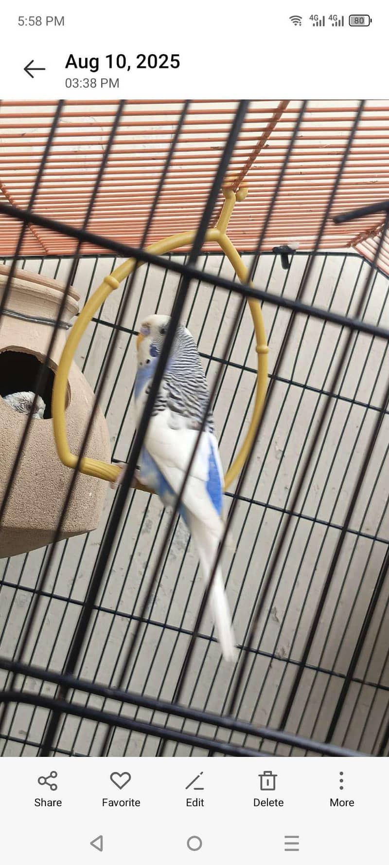 only cage 0