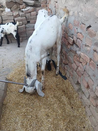 beautiful bakra karbni ke lye