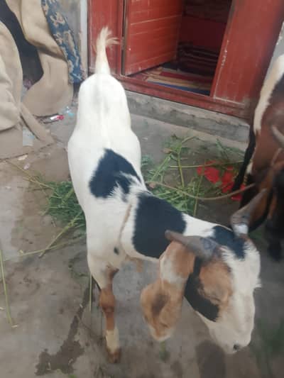 bekhra for sale jori 1 lac