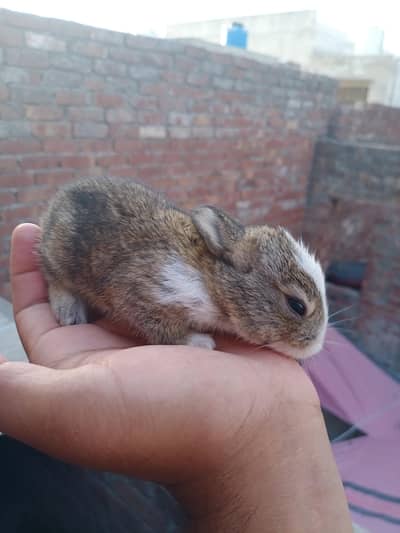 gaint angora cross baby
