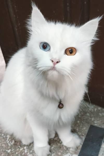 Persian Cat White