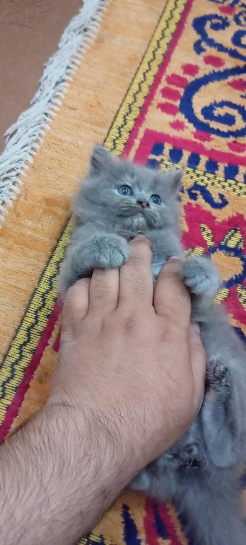 kittens 0