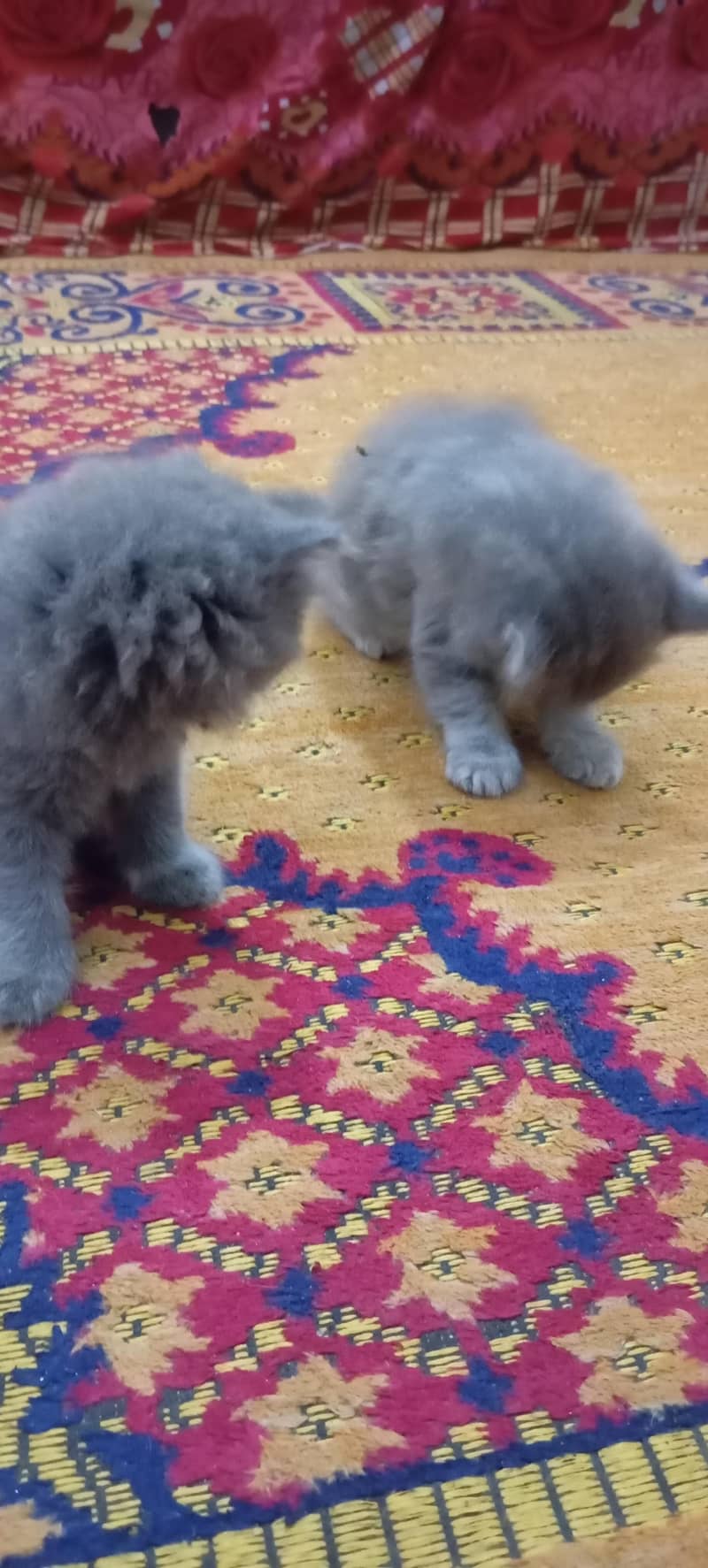 kittens 1