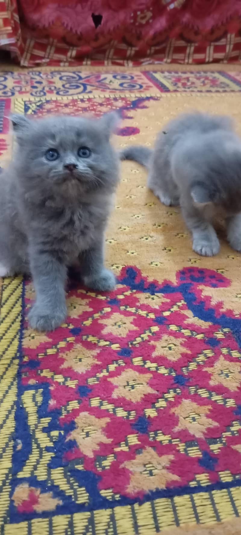 kittens 2