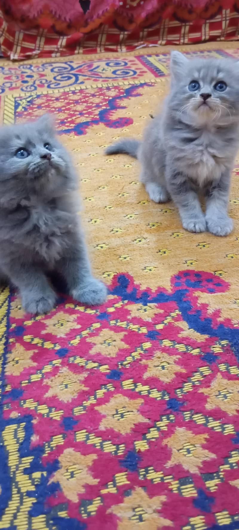 kittens 3