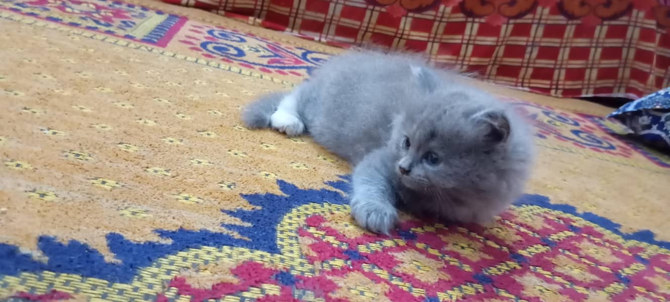 kittens 4