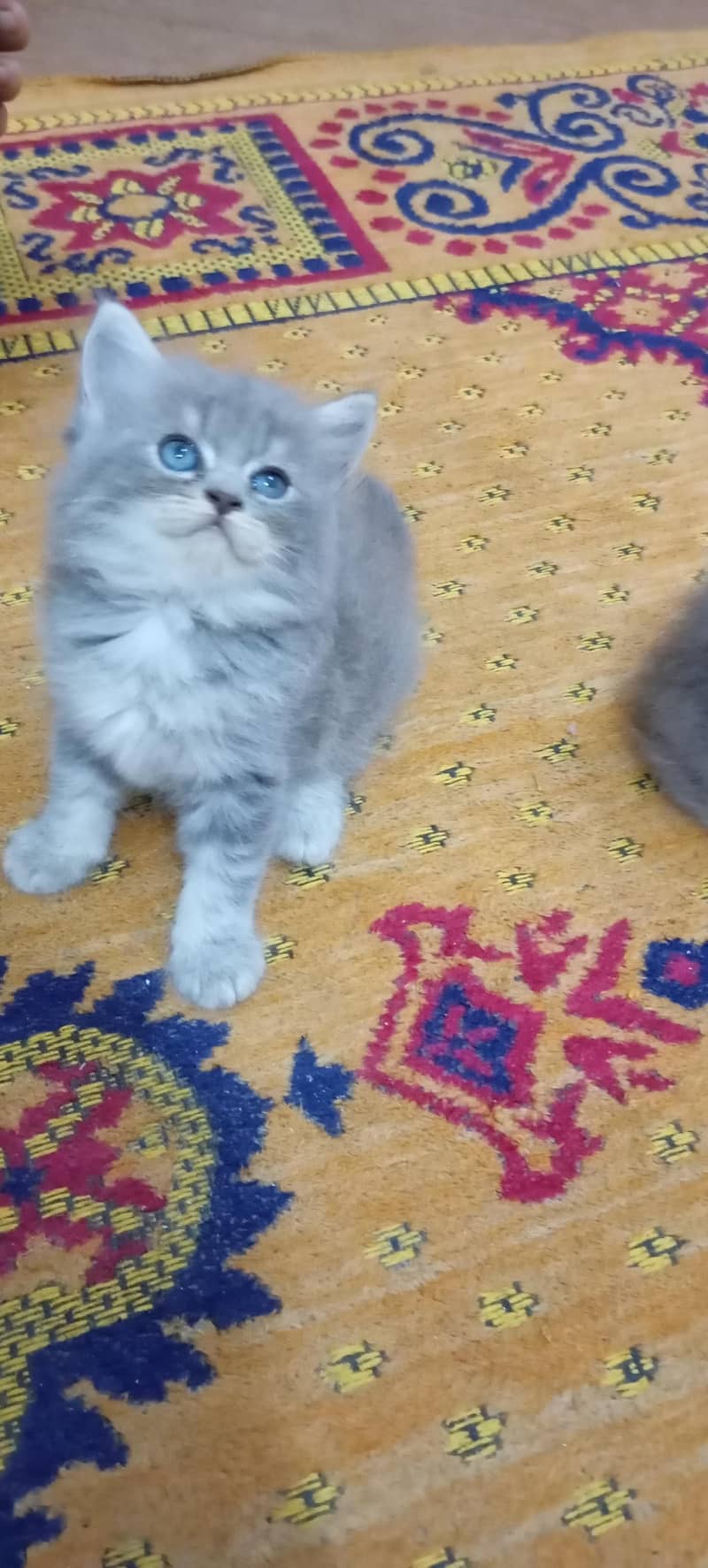 kittens 5