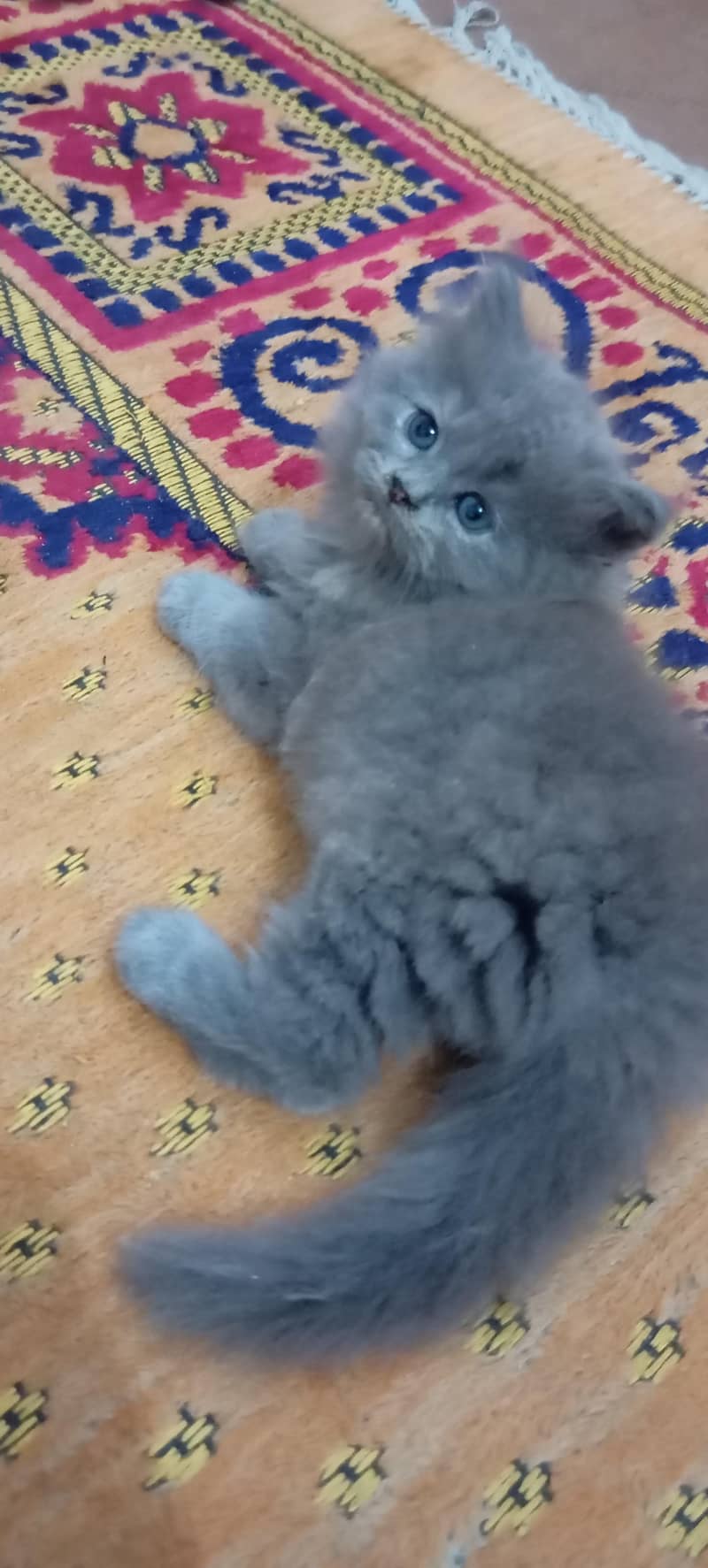 kittens 6