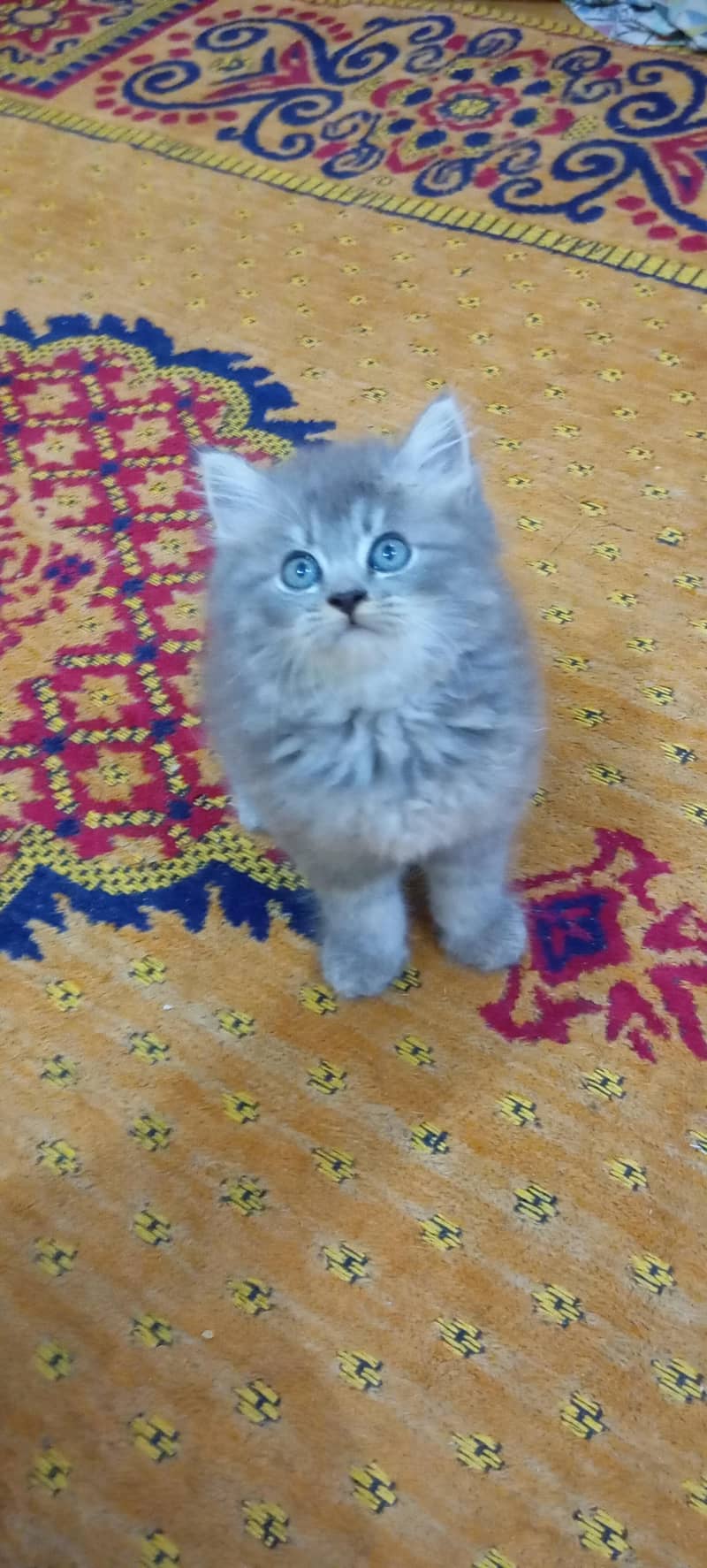 kittens 7