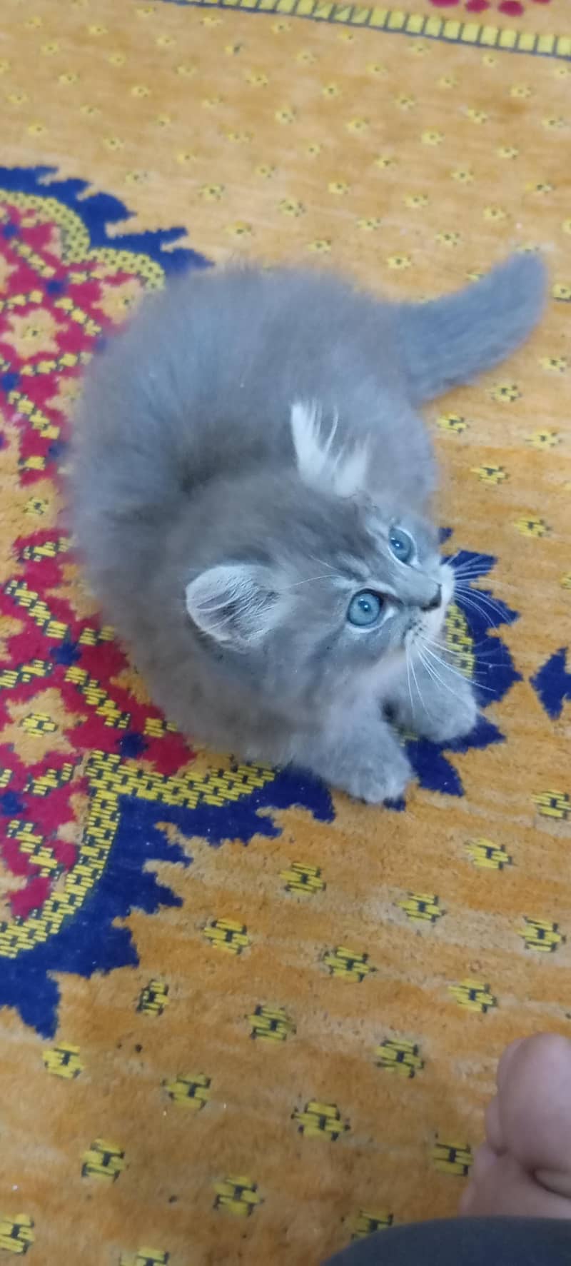 kittens 8