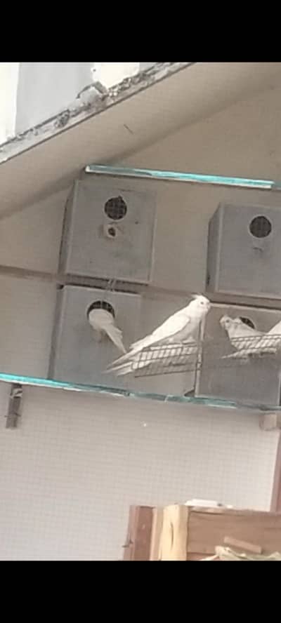 4 pair cocktail eno for sale breeding with guarantee video available