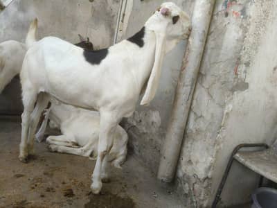 Qurbani Bakry 2026