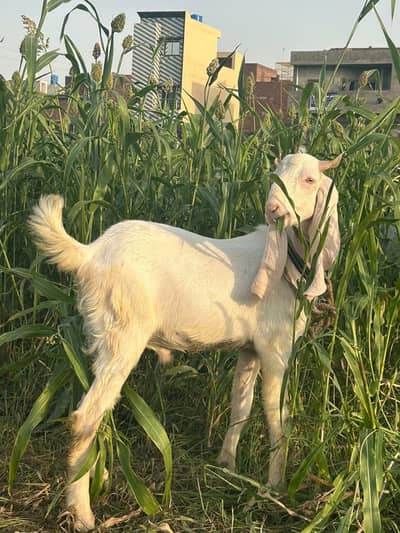 jori bakro ki for sale 03368792398