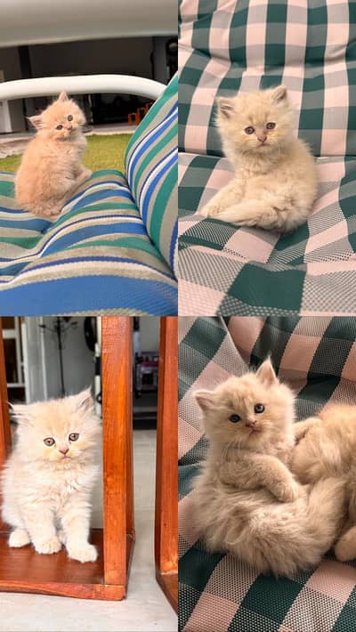 Pedigree Persian Kittens