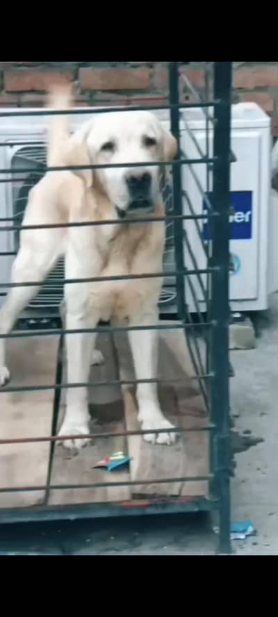 KCP pedigree Male