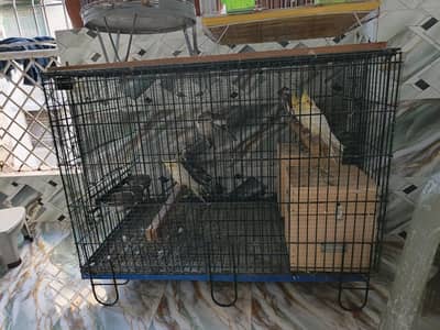 Parrot Cages For Sale