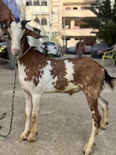 Bakra for sale