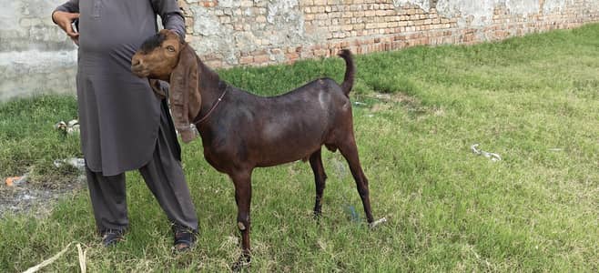 Rajan Purii Bakra