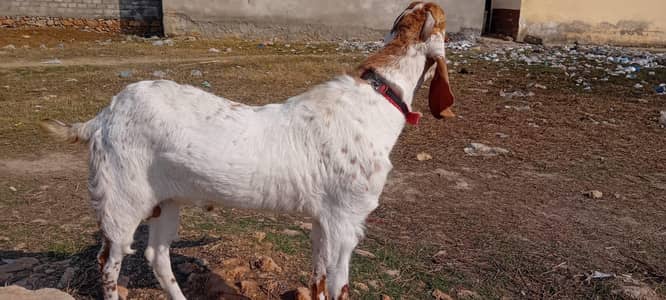 desi bakra for sale contact Whatsapp 0323.4282. 496